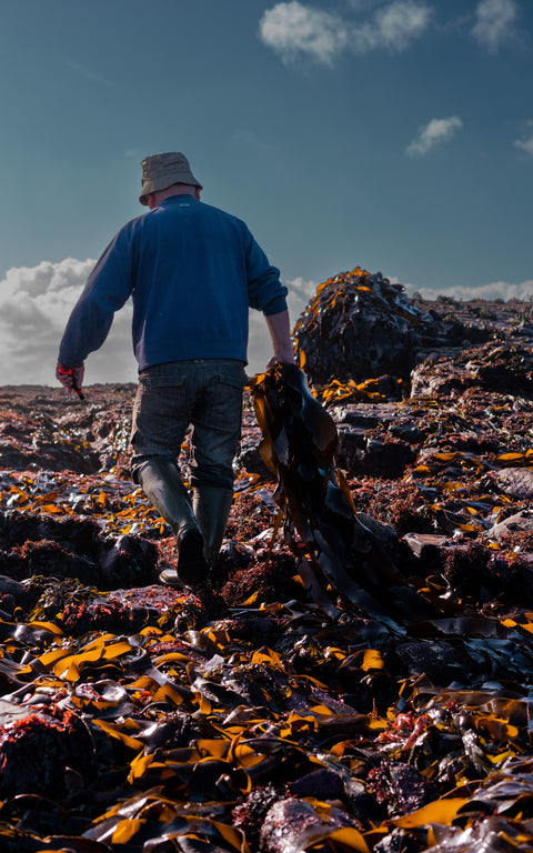 Atlantic Irish Sea Moss, Co. Clare