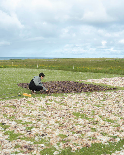 Atlantic Irish Sea Moss, Co. Clare