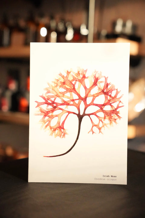 Irish Sea Moss Card