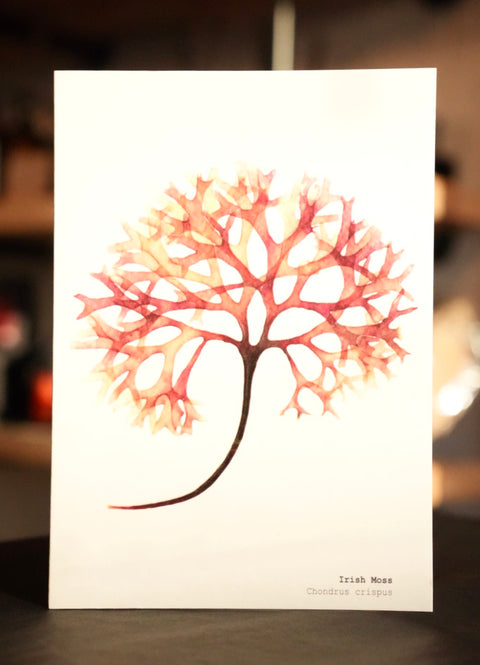 Irish Sea Moss Card