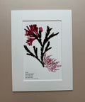 Soft Day Seaweed