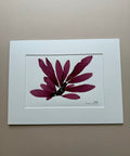 Soft Day Seaweed Dulse Pressed 